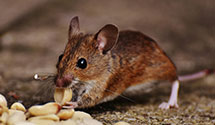 24 Hour & Emergency Exterminators in Elmwood Park, IL